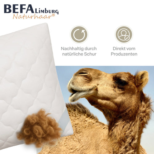 Bild 1 in Galerieansicht laden. Kamelhaar Kopfkissen - 100% Kamelhaarfüllung - Detailansicht | BEFA Limburg